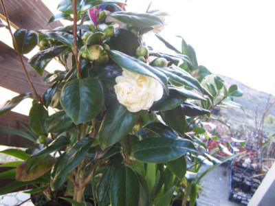 100_0940_Camellia_paeonienbl.__640.jpg