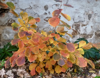 hamamelis.jpg