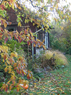 2021-10-30 Gartenimpressionen 17.jpg