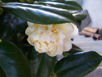100_0941_Camellia_paeonienblutig__800.jpg