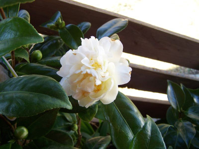 100_0942_Camellia_paeon._altere_Blute__800.jpg