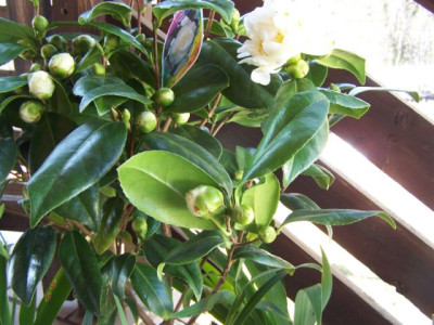 100_0943_Camellia_paeon._Wuchs__640.jpg