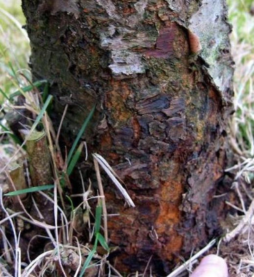 KiBaU111.jpg
