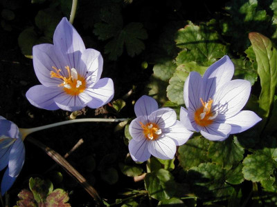 crocus pulchellus 1060045.JPG