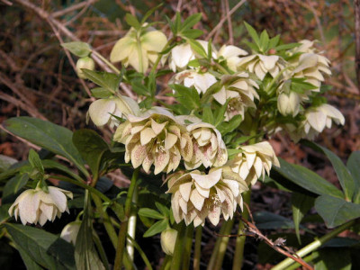 DSCN0029.jpg