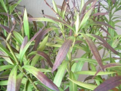 Oleander_002.jpg