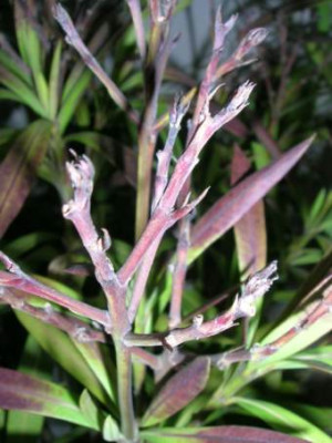 Oleander_005.jpg