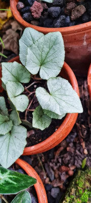 20211101_162919-01.jpeg
