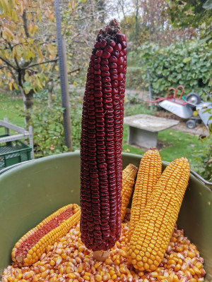 Mais rot.jpg