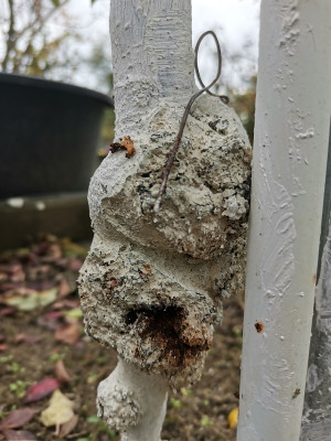 Holzwurm freigelegt.jpg