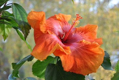 H.TaiwanAmandaDSC_0345Pur.jpg