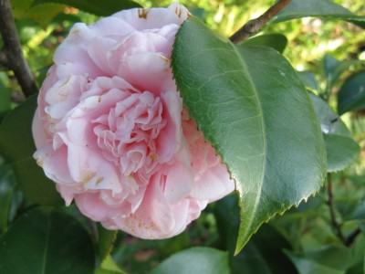 debutante_1107.jpg
