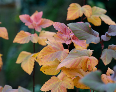 DSC_3393_DxO.jpg