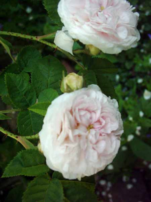 Felicite_Parmentier_Bl_07_8_Kopie.jpg