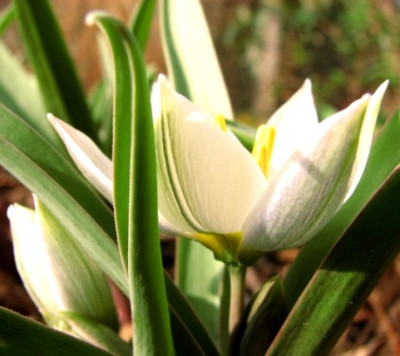 23.02.08_8026_Tulipa_polychroma_85.JPG