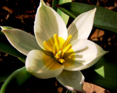 23.02.08_8025_Tulipa_polychroma_85.JPG