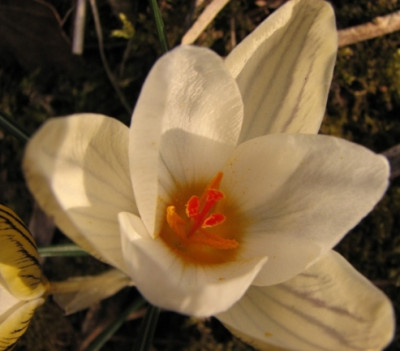 23.02.08_8115_Crocus_chrys._Samling_90.JPG