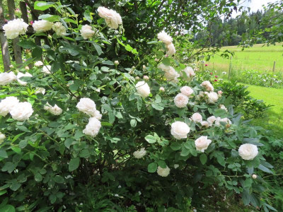 blanchefleur 1.JPG