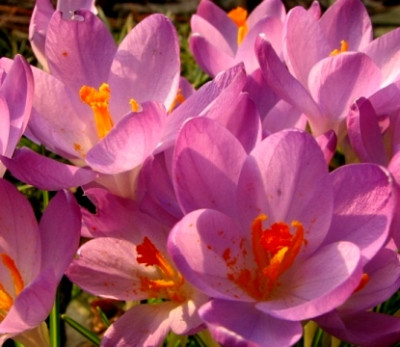 23.02.08_8124_Crocus_sieberi_Firefly_75.JPG