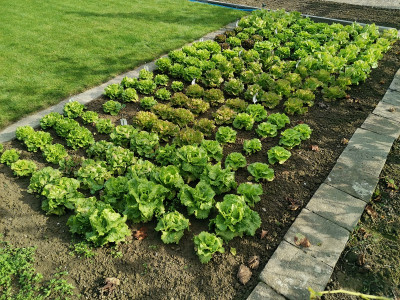 Salat20211015.jpg