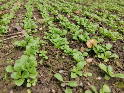 Feldsalat 20211031.jpg