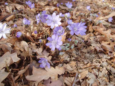Hepatica_ue-08.jpg