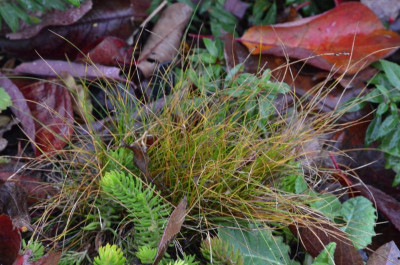 Carex_eburnea.21-2.jpg