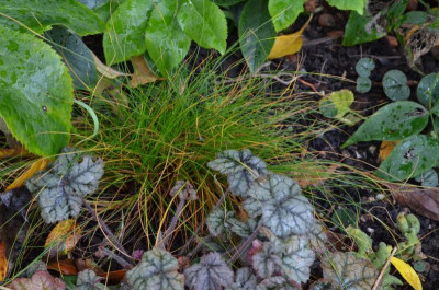 Carex_eburnea.21-1.jpg