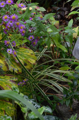 Carex_foliosissima-VanillaIce.21-1.jpg