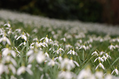 Schneegloeckchenwiese.jpg