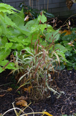 Chasmanthium-RiverMist.21-2.jpg