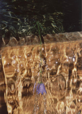 campanula_im_wasser.jpg