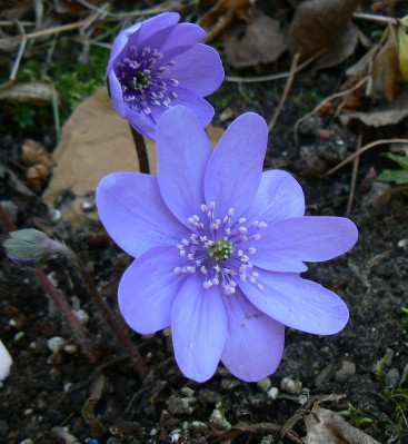 Hep_trans_Winterfreude_08_02_23_a.jpg