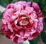 DSC00786_bearbeitet-2.jpg
