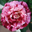 DSC00786_bearbeitet-3.jpg