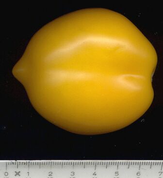 plum_lemon2508.jpg