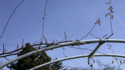Zapfenschnitt_Rosarium_Uetersen_DSCN4943.jpg
