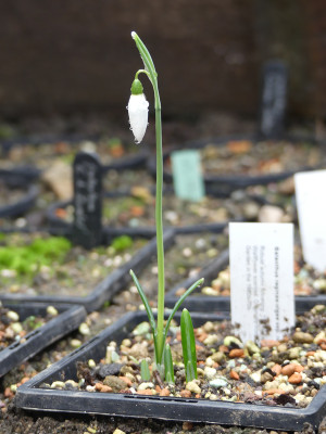 2021-11-05 Galanthus r.-o. 'Cambridge'.jpg