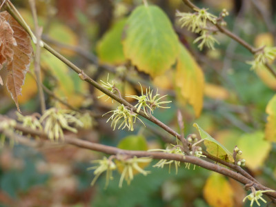 2021-11-05 Hamamelis macrophylla 1.jpg
