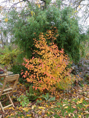 2021-11-05 Stewartia gemmata.jpg