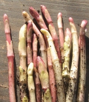 hopfenspargel1.JPG