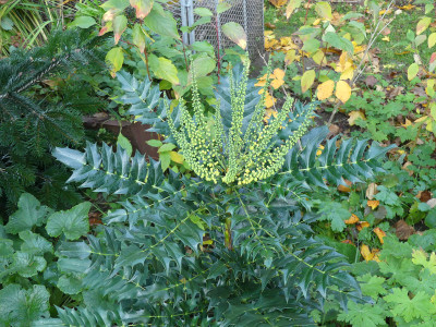 2021-10-28 Mahonia 'Charity' 2.jpg
