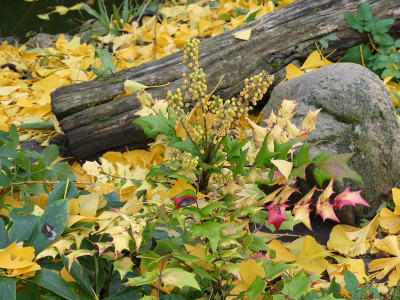 2021-11-05 Mahonia fargesii.jpg