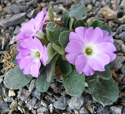 Primula_allionii_fars_2008.jpg