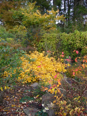 Corylopsis pauciflora 1.JPG