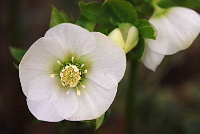 Saemling-weiss-2008.jpg
