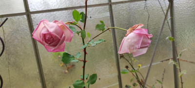 IMG_20211106_103712.jpg