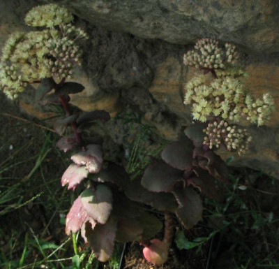 Sedum_ruprechtii.jpg