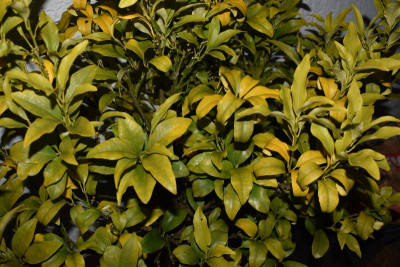 Citrusblätter 001.JPG