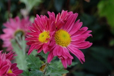 DSCF5352.JPG
